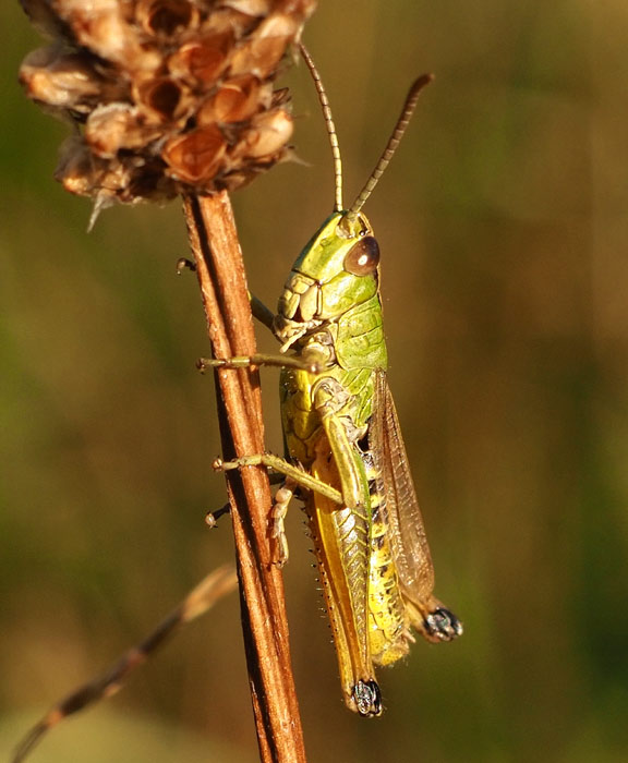 Gemeiner Grashüpfer, Pseudochorthippus parallelus m